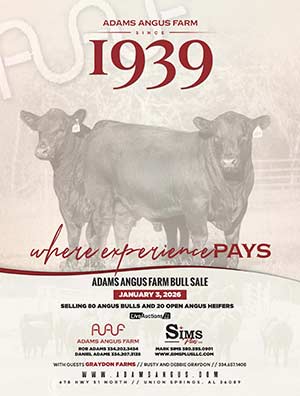 Adams Angus Farms Bull Sale Ad