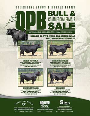 Greeneline Angus Bull Sale Ad