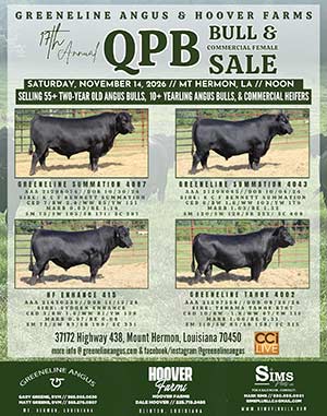 Greeneline Angus Bull Sale ad