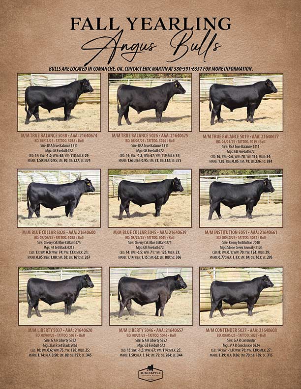Fall Yearling Angus Bulls