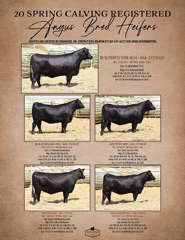 Spring Calving Registered Angus Bred Heifers