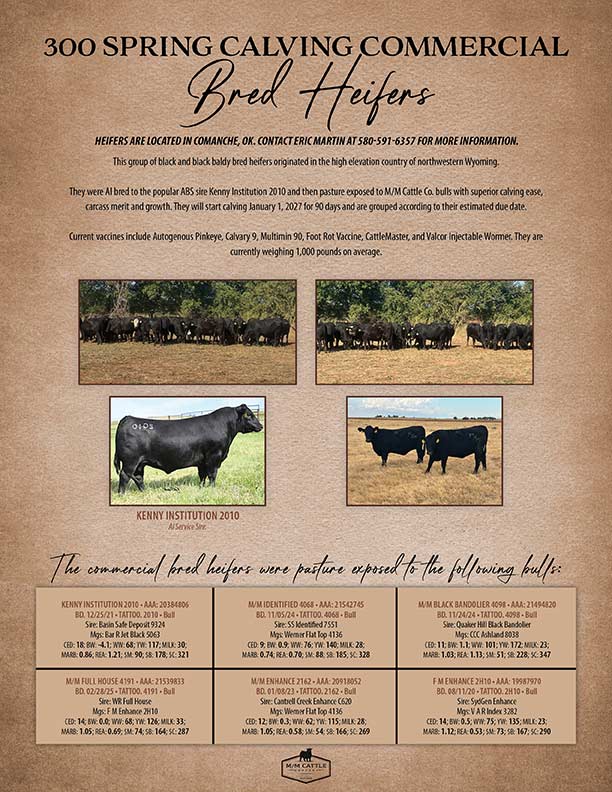 Spring Calving Commercial Bred Heifers