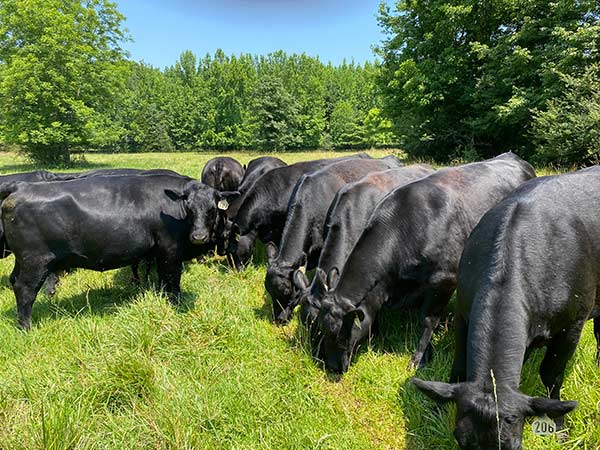 Southern Shine Pastures Private Treaty