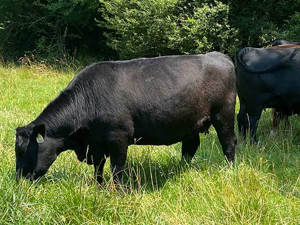 Southern Shine Pastures Private Treaty