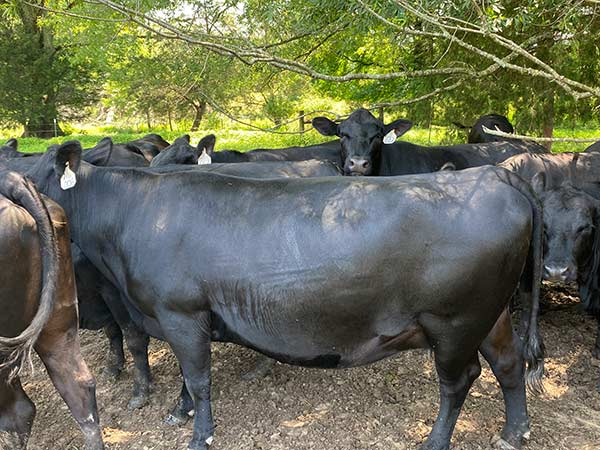 Southern Shine Pastures Private Treaty